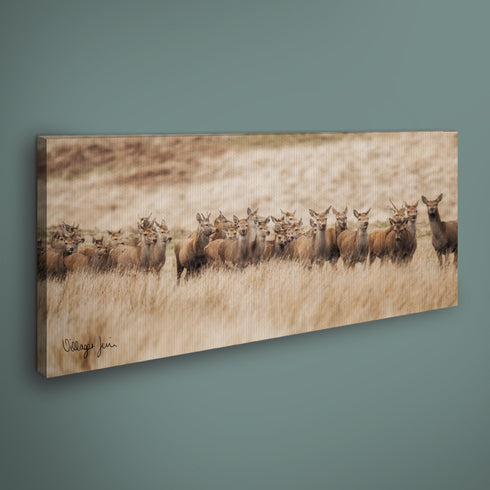 PANORAMIC - EASTERN MOOR DEER - 1.2m x 50cm